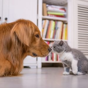 CanineClean Eye Care Solution