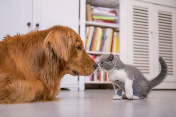 CanineClean Eye Care Solution